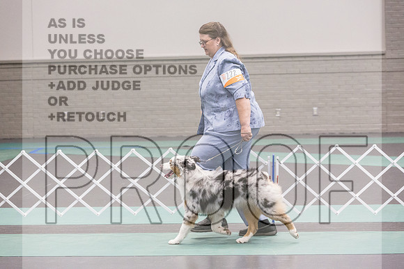 Australian Shepherd Rings Sat_JJL_9186_UKCLNGVIEWOCT2024_2024_HR3