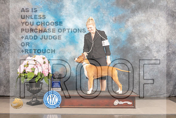 American Staffordshire Terrier #8 Sat BOW Judge Linda Hurlebaus_MJ_7175_Houston_2022_HR3