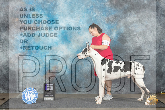 Great Dane #9 Sat WD Judge Debra Thornton r__JP_3895_Lubbock_2024_HR3