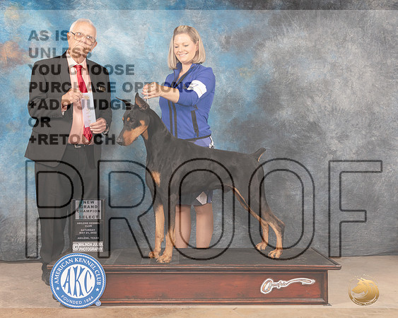 Doberman Pinscher #7 Sat SD Judge Thomas Stanfield Jr-MMJ_3653-Abilene2022-HR3