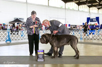 Neapolitan Mastiff #5 Sat BOB +A1