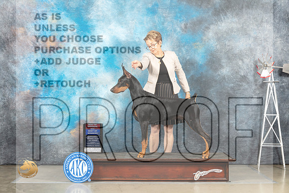 Doberman Pinscher #5 Sun WBBOWBOS Judge Joan Liebes_MJ_4864_Amarillo_2022_HR3