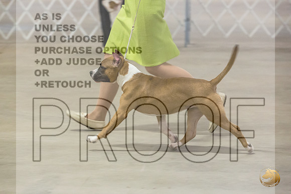 *Candids Mon PuppyJJL_6699_STCABelton2023_HR3