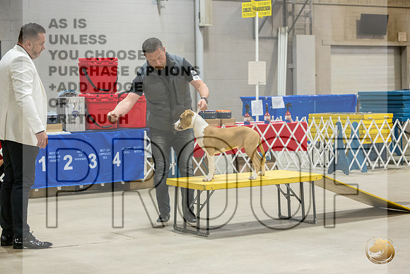 *Candids Mon PuppyJJL_6729_STCABelton2023_HR3