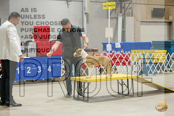 *Candids Mon PuppyJJL_6730_STCABelton2023_HR3