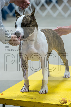 *Candids Mon Sweeps DogsJJL_5747_STCABelton2023_HR3