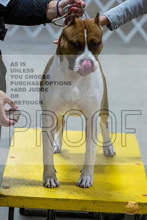 *Candids Mon Sweeps DogsJJL_5762_STCABelton2023_HR3
