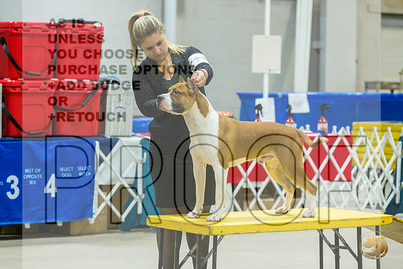 *Candids Mon Sweeps DogsJJL_5760_STCABelton2023_HR3