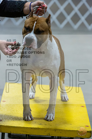 *Candids Mon Sweeps DogsJJL_5764_STCABelton2023_HR3