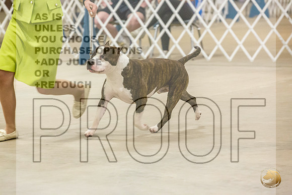 *Candids Open Dog MonJJL_7351_STCABelton2023_HR3