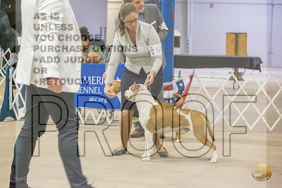 *Candids Open Dog MonJJL_7362_STCABelton2023_HR3