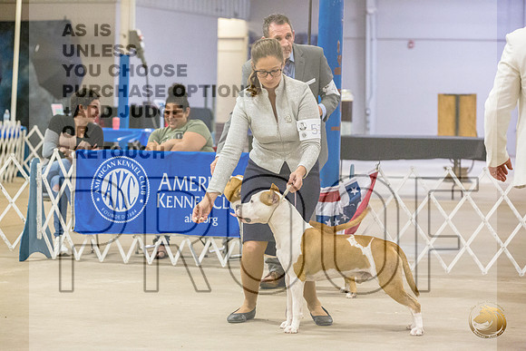 *Candids Open Dog MonJJL_7363_STCABelton2023_HR3