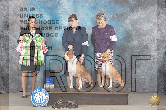 American STaffordshire Terrier #63 52 BMBF Maturity Judge Andrea Fernandez_JP_8999_STCABelton2023_HR3