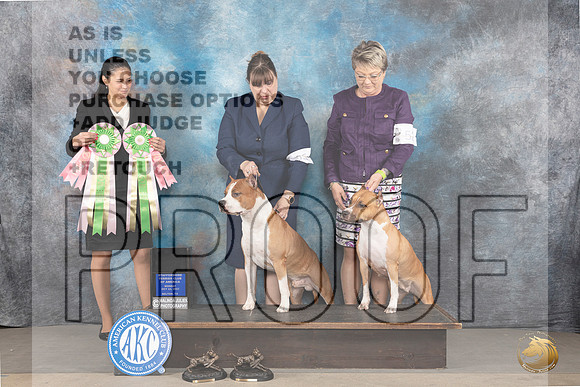 American STaffordshire Terrier #63 52 BMBF Maturity Judge Andrea Fernandez_JP_8997_STCABelton2023_HR3