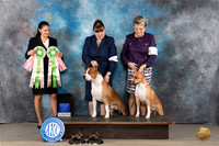 American STaffordshire Terrier #63 52 BMBF Maturity Judge Andrea Fernandez