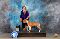 American Staffordshire Terrier #? Sat AOM Judge Dr Bradford