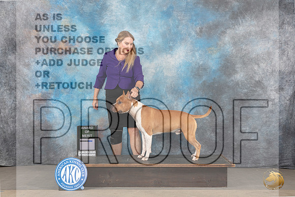 American Staffordshire Terrier #? Sat AOM Judge Dr Bradford_JP_9047_STCABelton2023_HR3