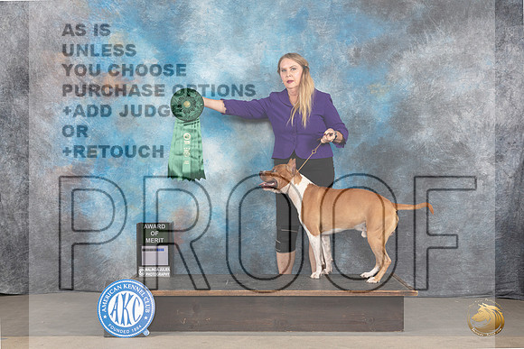 American Staffordshire Terrier #? Sat AOM Judge Dr Bradford_JP_9051_STCABelton2023_HR3