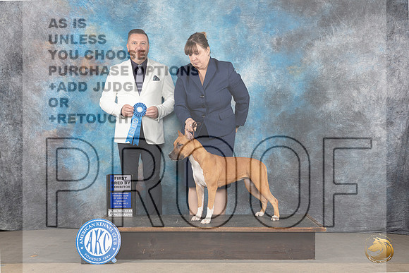 American Staffordshire Terrier #32 Mon P1 Judge Rade Dakic Mon_JP_9068_STCABelton2023_HR3