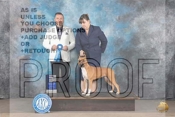 American Staffordshire Terrier #32 Mon P1 Judge Rade Dakic Mon_JP_9070_STCABelton2023_HR3