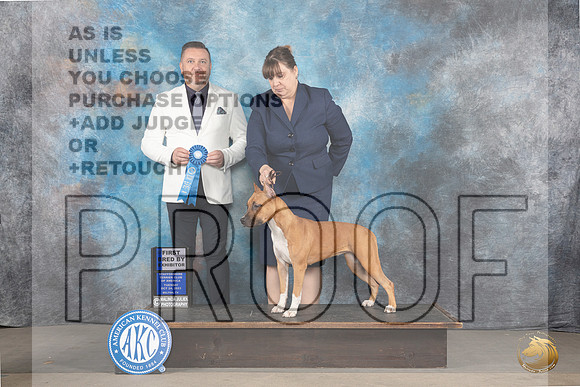 American Staffordshire Terrier #32 Mon P1 Judge Rade Dakic Mon_JP_9071_STCABelton2023_HR3