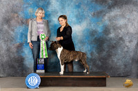 American Staffordshire Terrier #69 Mon BISweeps Judge Carla Restivo