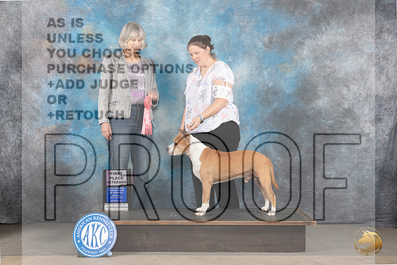 American Staffordshire Terrier #73 Mon Vet1 Judge Carla Restivo_JP_8986_STCABelton2023_HR3