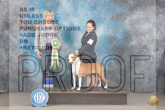 American Staffordshire Terrier #8 Mon BVetSweeps Judge Carla Restivo_JP_8980_STCABelton2023_HR3