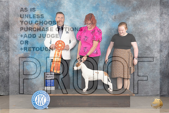 American Staffordshire Terrier #90 BP Judge Rade Dakic Mon_JP_9064_STCABelton2023_HR3