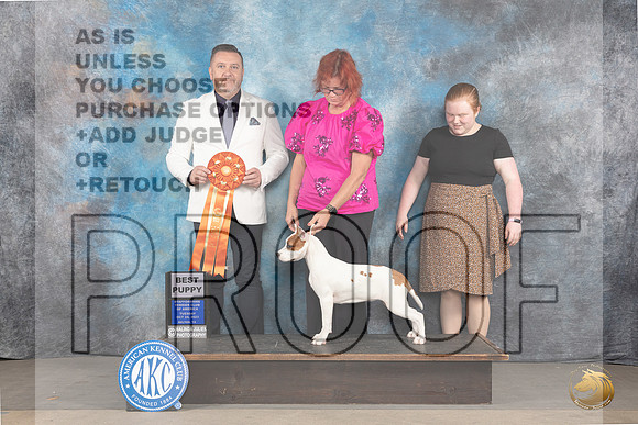 American Staffordshire Terrier #90 BP Judge Rade Dakic Mon_JP_9063_STCABelton2023_HR3