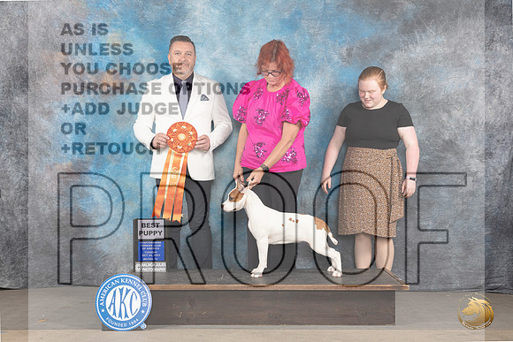 American Staffordshire Terrier #90 BP Judge Rade Dakic Mon_JP_9065_STCABelton2023_HR3