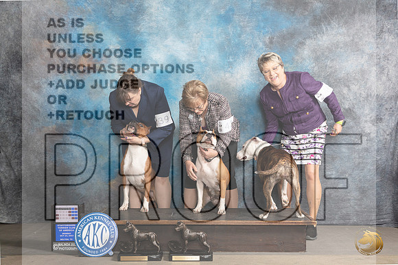 American Staffordshire Terriers #42 #39 Mon_JP_9013_STCABelton2023_HR3