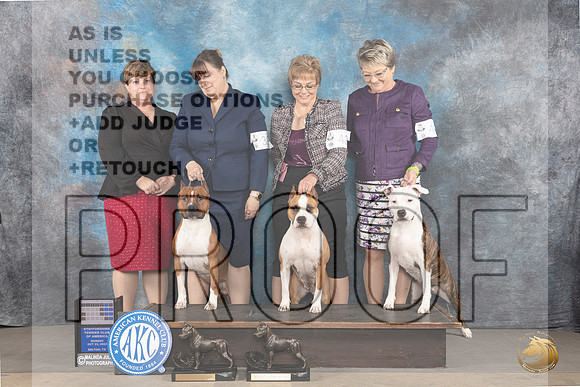 American Staffordshire Terriers #42 #39 Mon_JP_9015_STCABelton2023_HR3