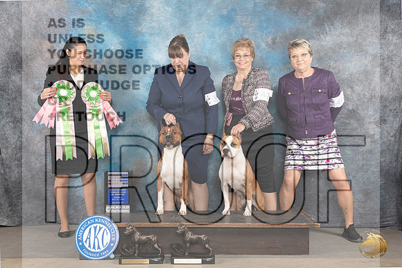 American Staffordshire Terriers #42 #39 Mon BF BM Futurity  Judge Andrea Fernandez_JP_9008_STCABelton2023_HR3