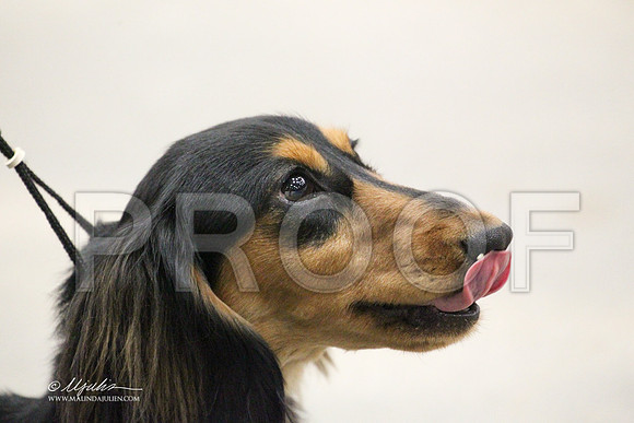 DachL-4737LR