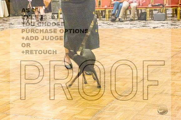 Manchester Terrier MTOY Candids-JJL_2081-Hstn2022_HR3