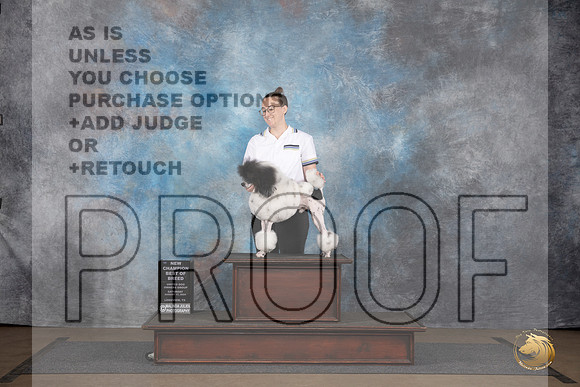 Poodle Miniature #213 Sat BOB NCh Judge Chadra Martin__JP_3127_LongviewTX_2024_HR3