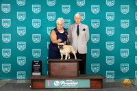 French Bulldog #829 Sun BOB Judge Deb Allen
