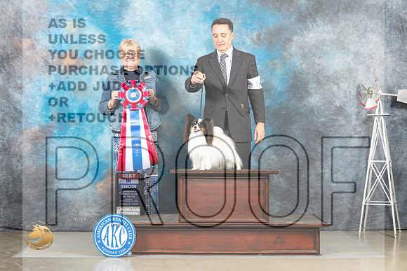 Papillon #8 Sun BIS Judge Debra Thornton_MJ_5211_Amarillo_2022_HR3