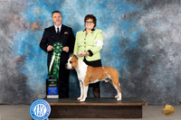 America #81 Tues Staffordshire Terrier AOM Judge Rade Dakic
