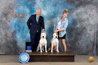 American Staffordshire #58 #60 Tues