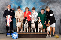 American Staffordshire Terrier #12 #61 Tues BBitch Stud Judge Rade Dakic