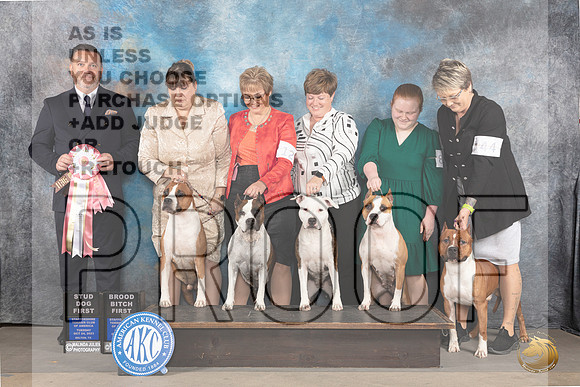 American Staffordshire Terrier #12 #61 Tues BBitch Stud Judge Rade Dakic_JP_9179_STCABelton2023_HR3