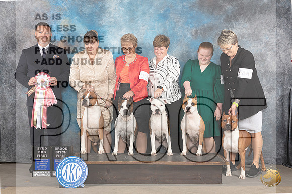 American Staffordshire Terrier #12 #61 Tues BBitch Stud Judge Rade Dakic_JP_9180_STCABelton2023_HR3