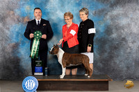 American Staffordshire Terrier #12 Tues AOM Judge Rade Dakic