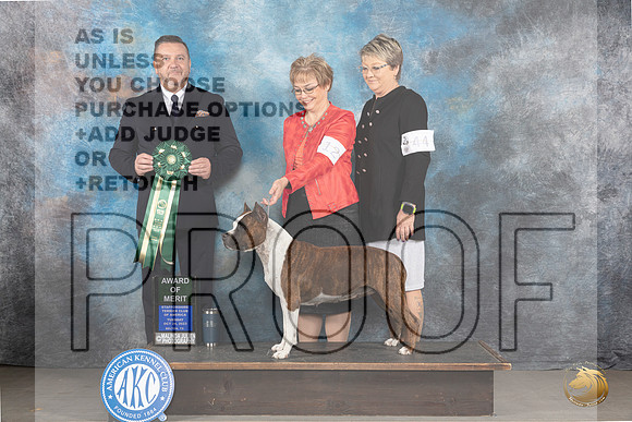 American Staffordshire Terrier #12 Tues AOM Judge Rade Dakic_JP_9102_STCABelton2023_HR3
