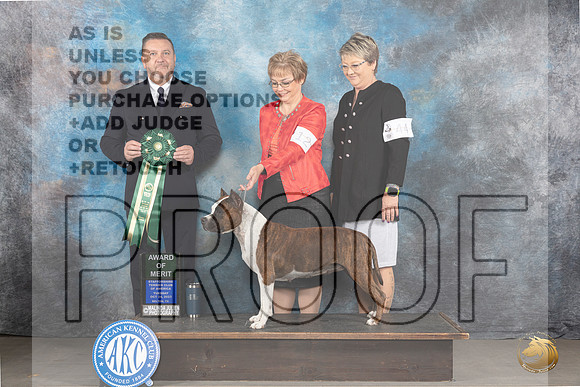 American Staffordshire Terrier #12 Tues AOM Judge Rade Dakic_JP_9104_STCABelton2023_HR3