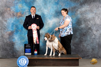 American Staffordshire Terrier #14 Tues BBrace Judge Rade Dakic