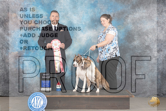 American Staffordshire Terrier #14 Tues BBrace Judge Rade Dakic_JP_9118_STCABelton2023_HR3