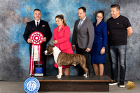 American Staffordshire Terrier #21 Mon BOS Judge Rade Dakic